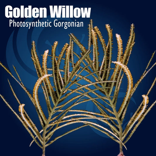 Golden Willow Photosynthetic Gorgonian Pterogorgia citrina soft coral with golden branching willow-like growth and extended polyps