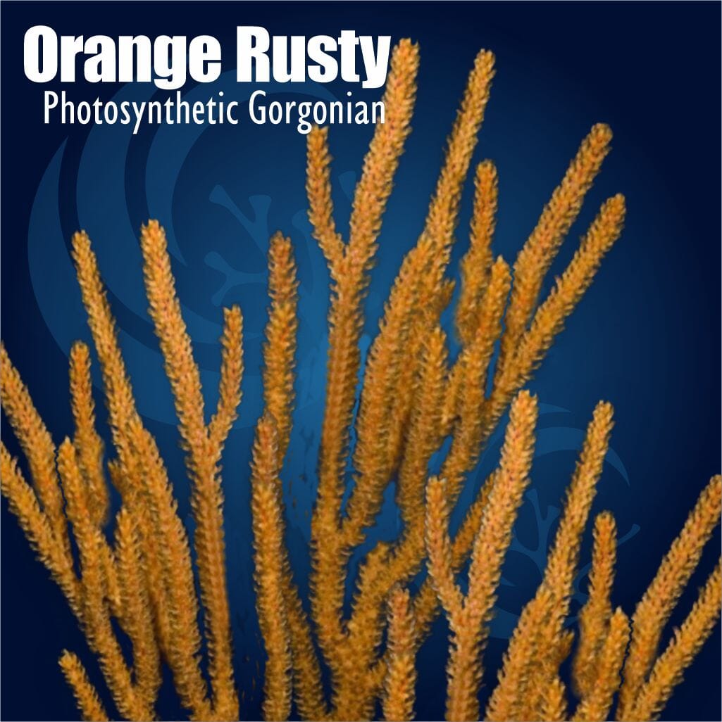 Orange Rusty Photosynthetic Gorgonian Muricea elongata soft coral with rusty orange branching growth and fuzzy extended polyps