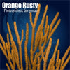 Photosynthetic Orange Rusty Gorgonian