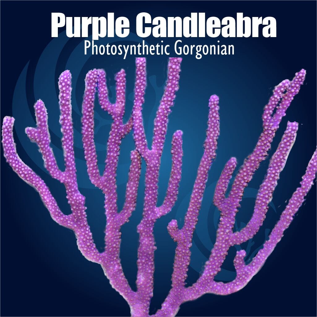 Purple Candelabra Photosynthetic Gorgonian Plexaura flexuosa soft coral with purple branching candelabra growth and small extended polyps