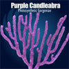 Photosynthetic Purple Candelablra Gorgonian 
