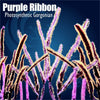 Purple Ribbon Photosynthetic Gorgonian 