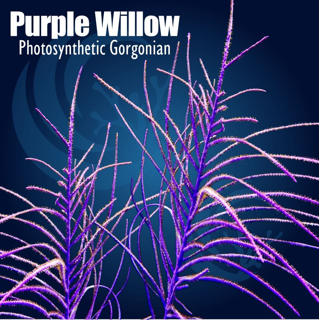 Purple Willow Photosynthetic Gorgonian Pterogorgia anceps soft coral with purple branching willow-like growth and extended polyps