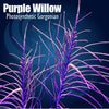Photosynthetic Purple Willow Gorgonian