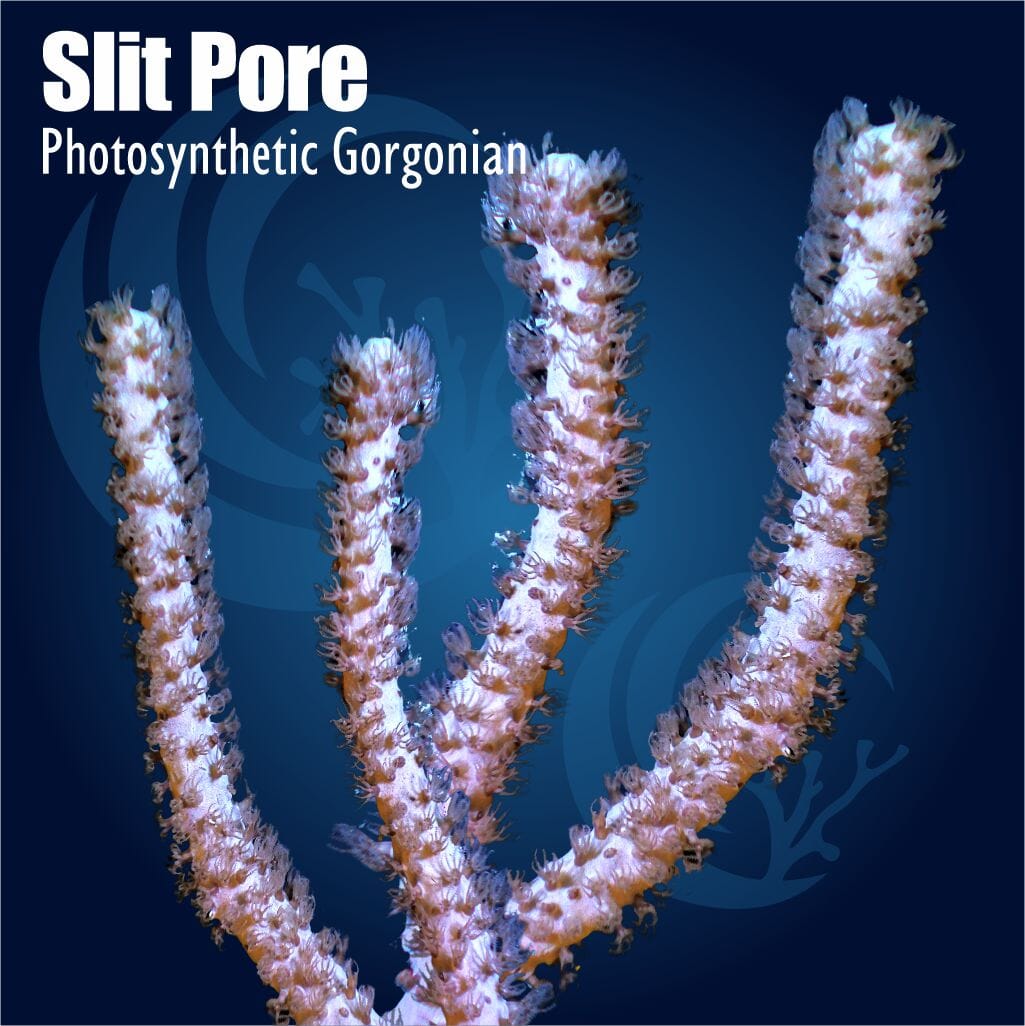 Slit Pore Photosynthetic Gorgonian coral on a blue background