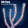 Slit Pore Photosynthetic Gorgonian coral on a blue background