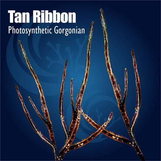 Tan Ribbon Photosynthetic Gorgonian against a blue background
