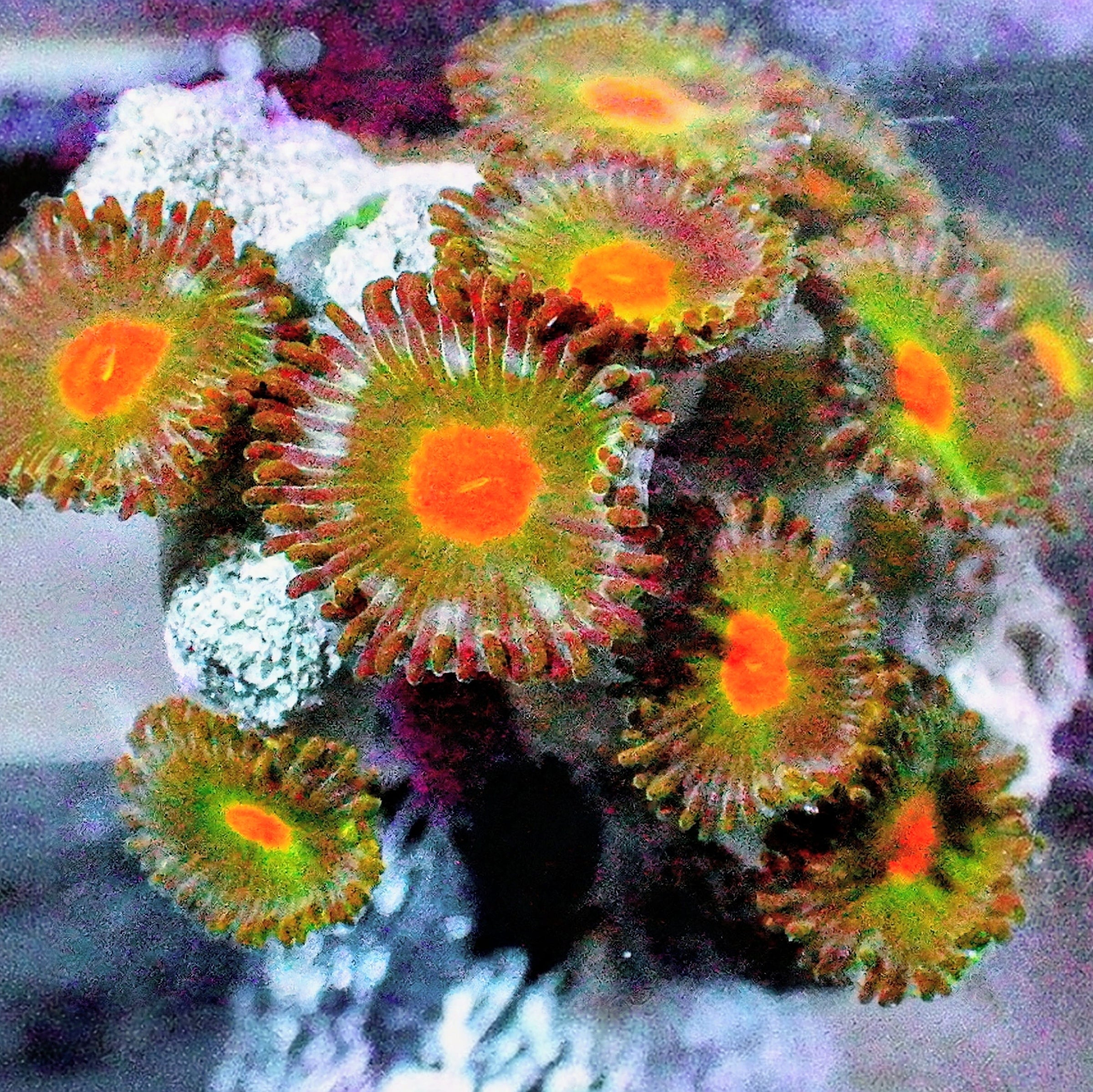 Orange Dot Zoanthids aquacultured zoanthid coral with bright orange centers and colorful polyps