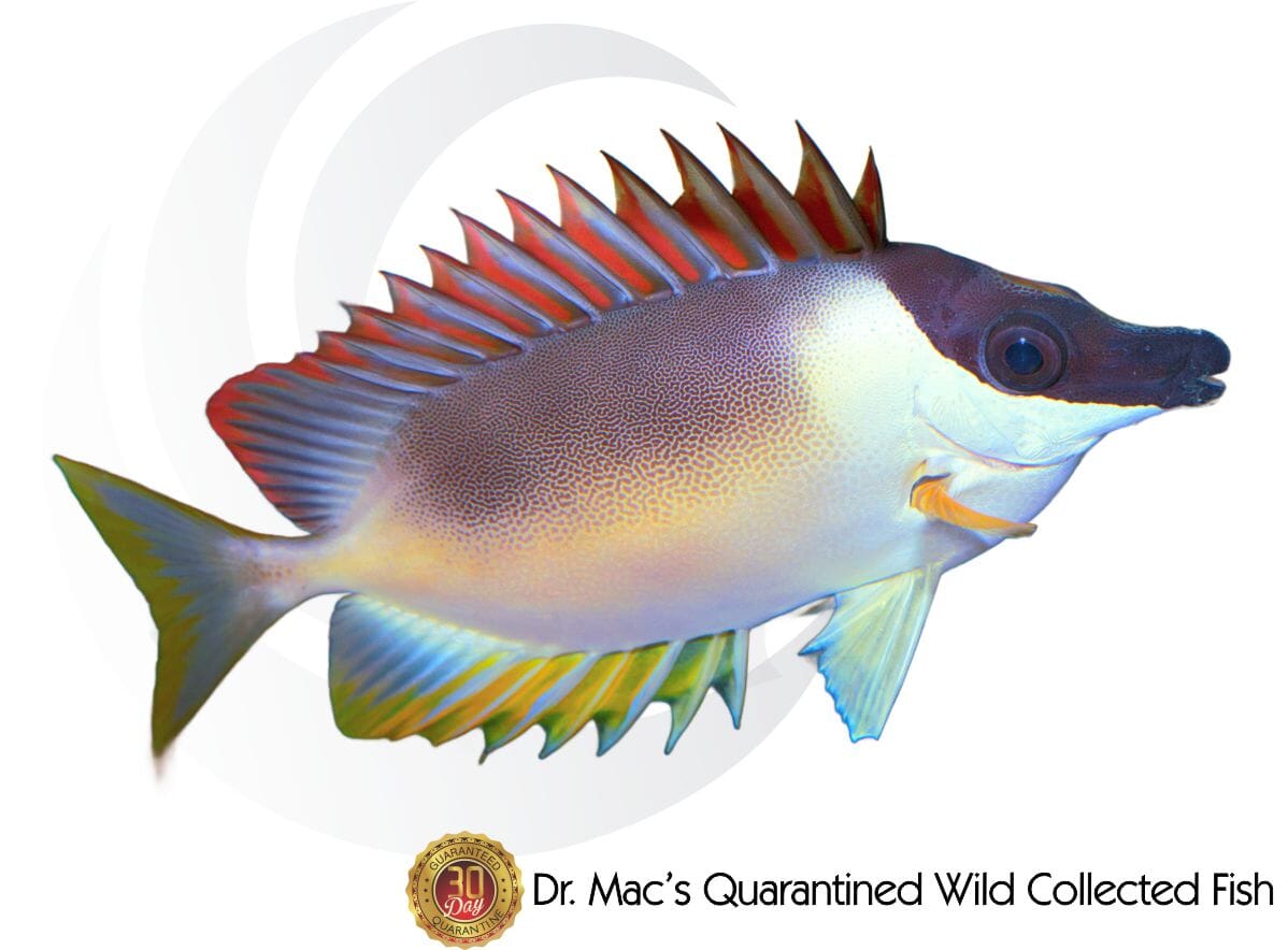 Magnificent Rabbitfish