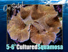 Cultured Squamosa Clam