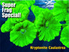 Kryptonite Caulastrea