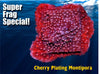 Cherry Plating Montipora