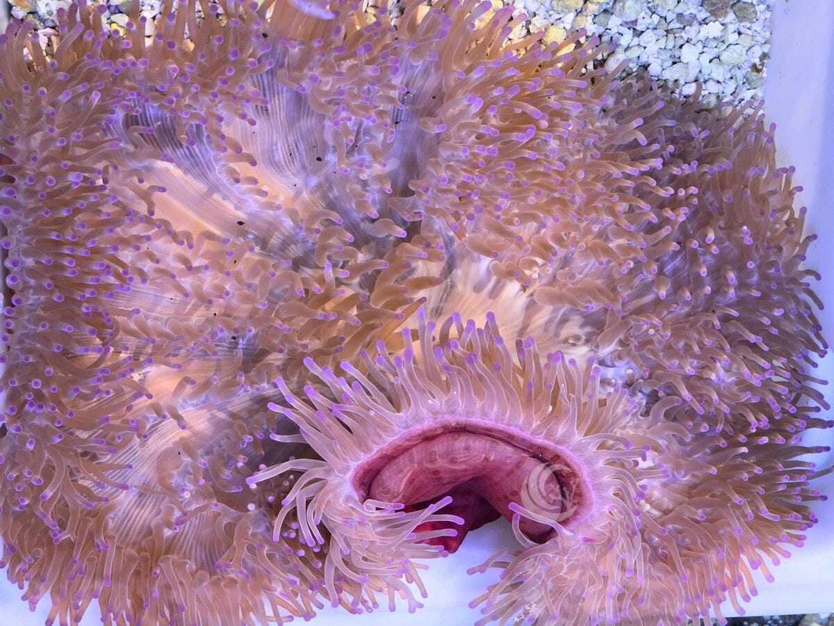 Purple tip Heteractis magnifica Red Base