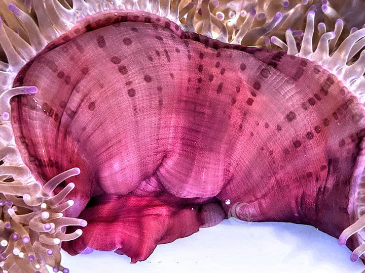 Purple tip Heteractis magnifica Red Base