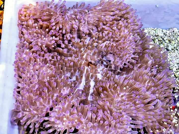 Purple Heteractis magnifica Red Base