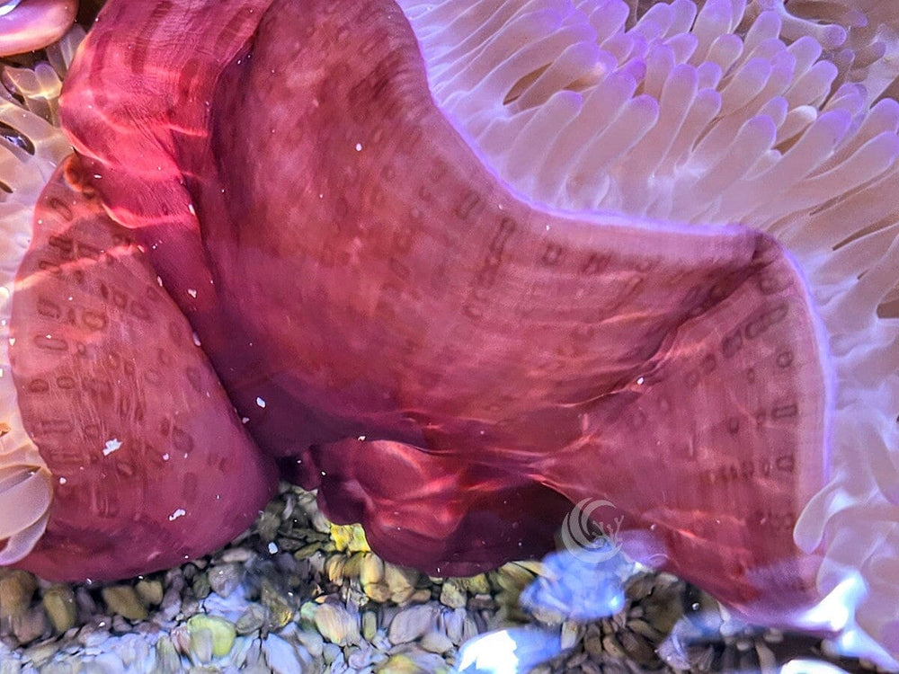 Purple Heteractis magnifica Red Base