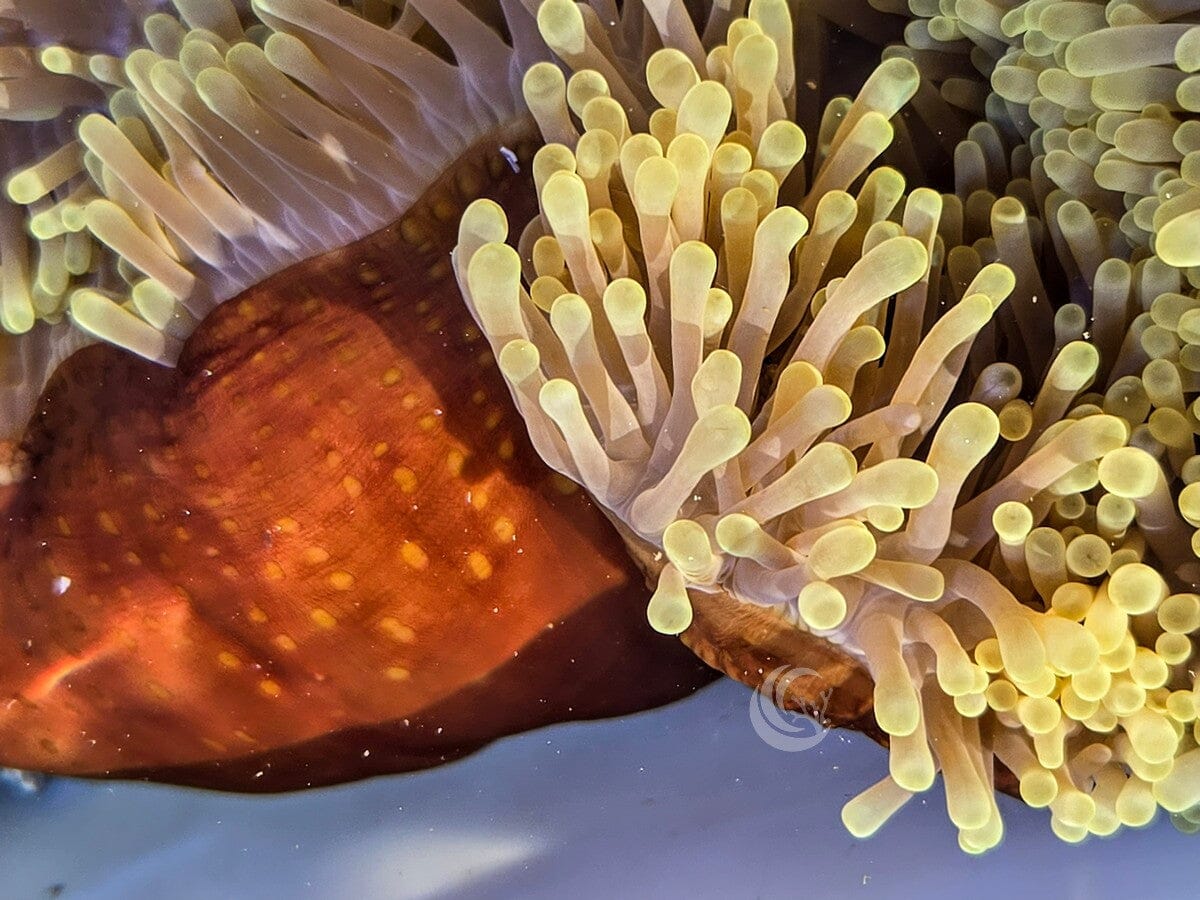 Yellow Heteractis magnifica Brown Base