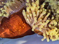 Yellow Heteractis magnifica Brown Base