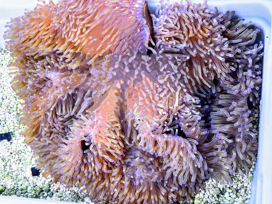 Lemon Heteractis magnifica Brown Base
