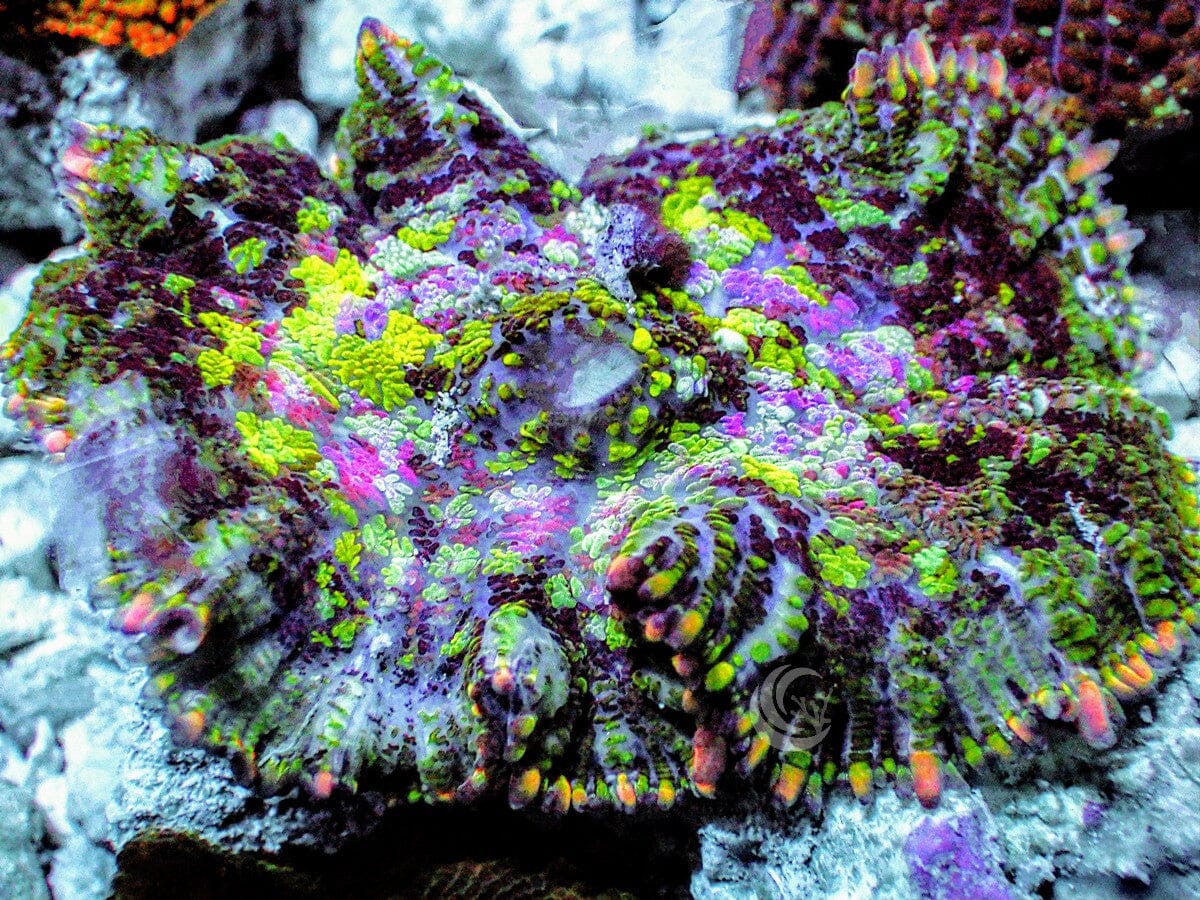 Purple Splattered Rhodactis