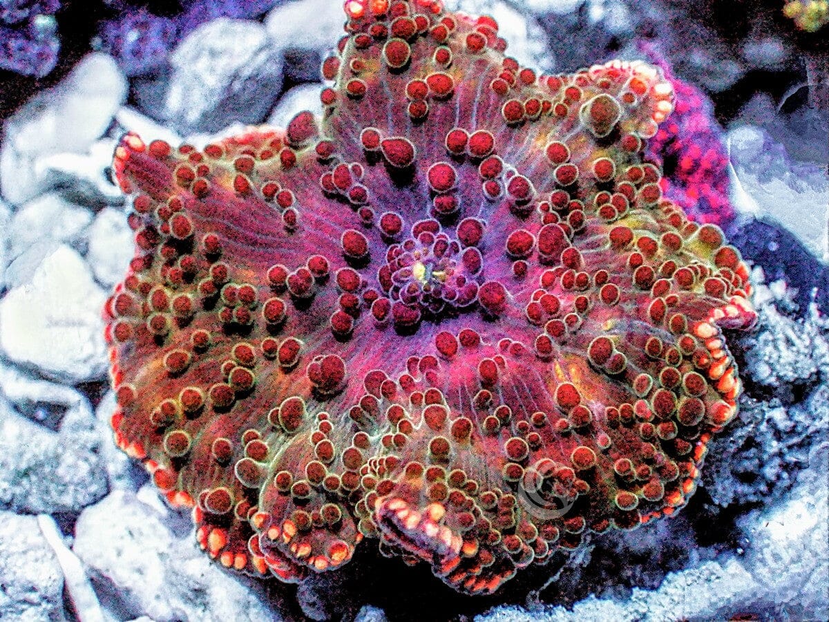Fireball Discosoma