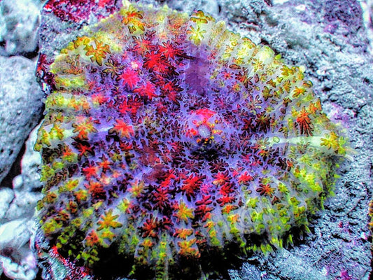 Red Sprinkles Rhodactis