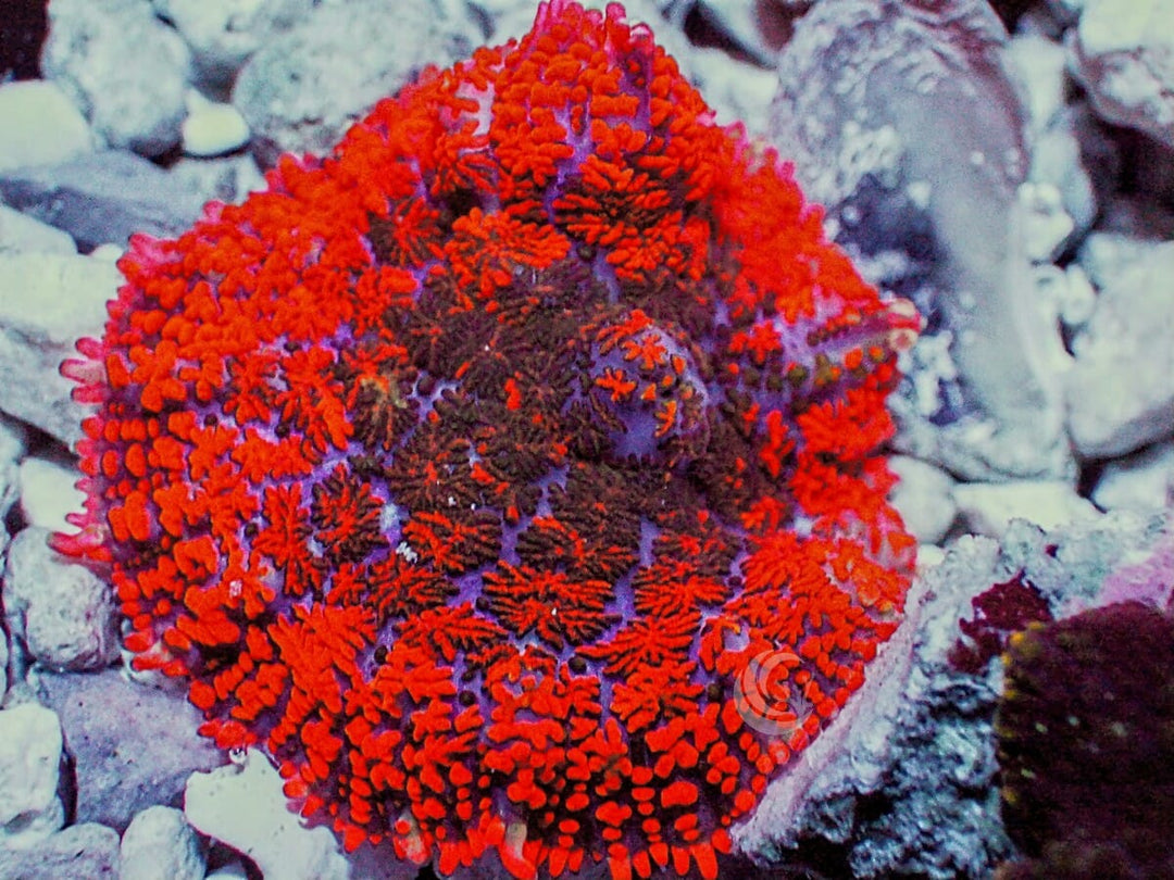 Neon Red-Orange Rhodactis