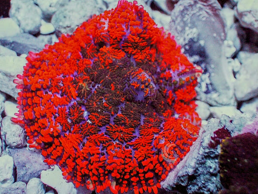 Neon Red-Orange Rhodactis