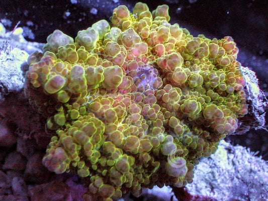 MultiColor Bubble Discosoma