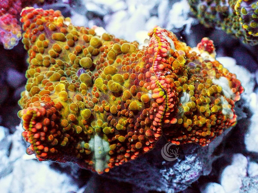 Bubbling Orange sickle Discosomas