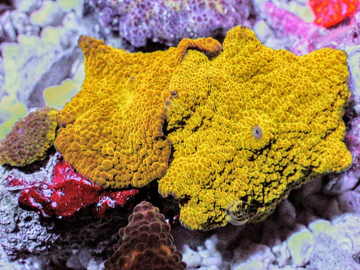 Masterpiece Mustard Discosomas