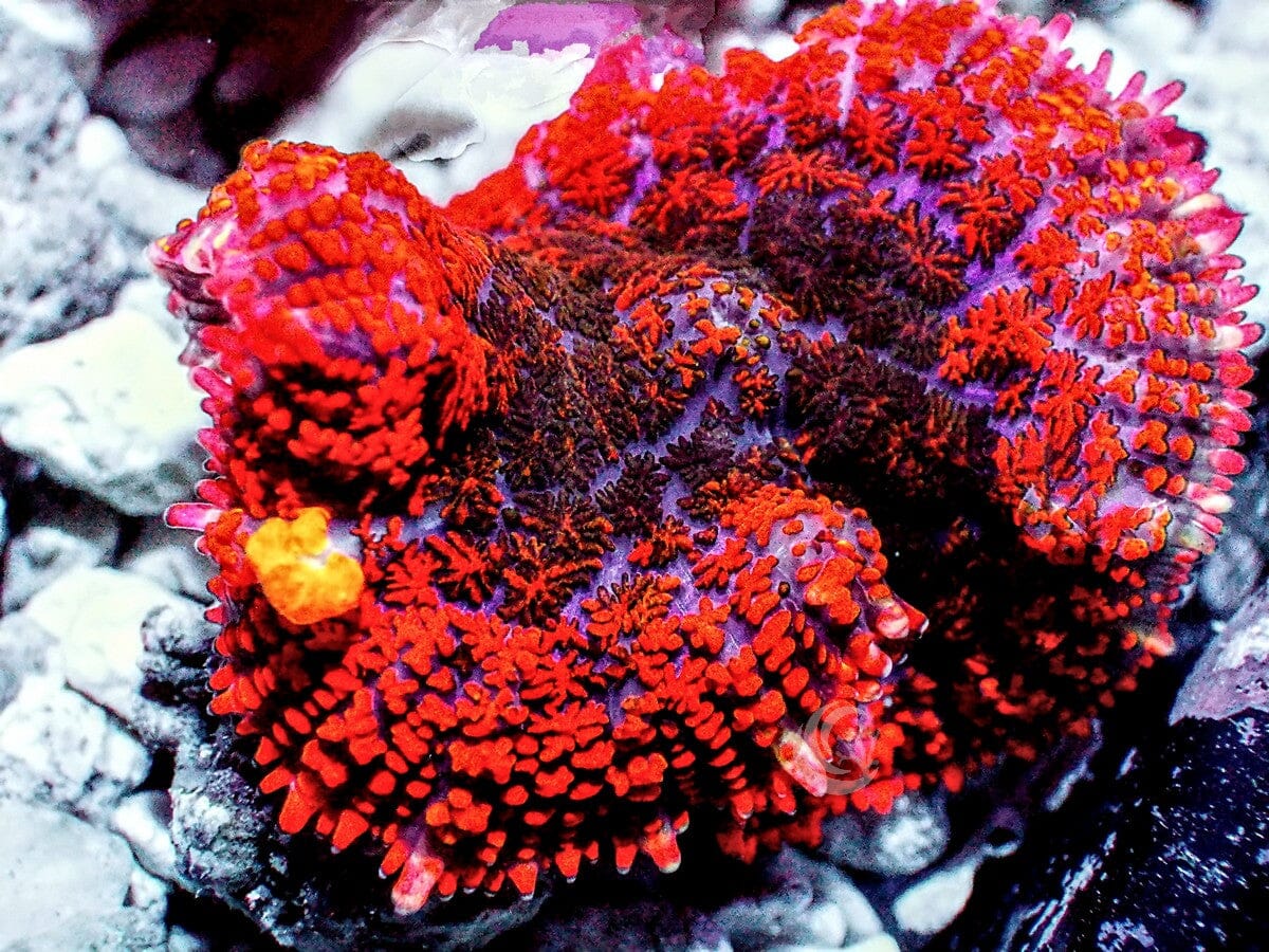 Orange-red Bounce Rhodactis