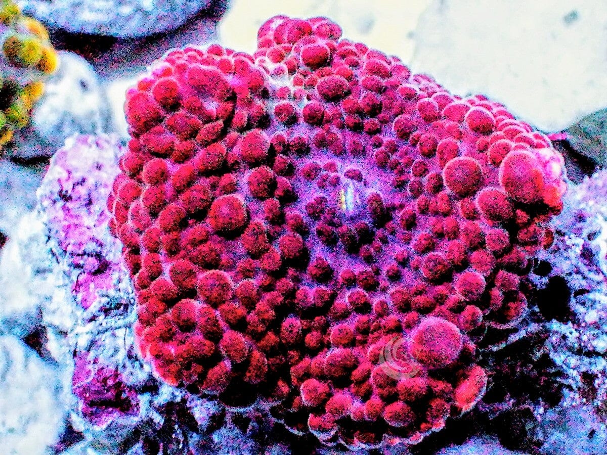 Bubbling Red Discosoma