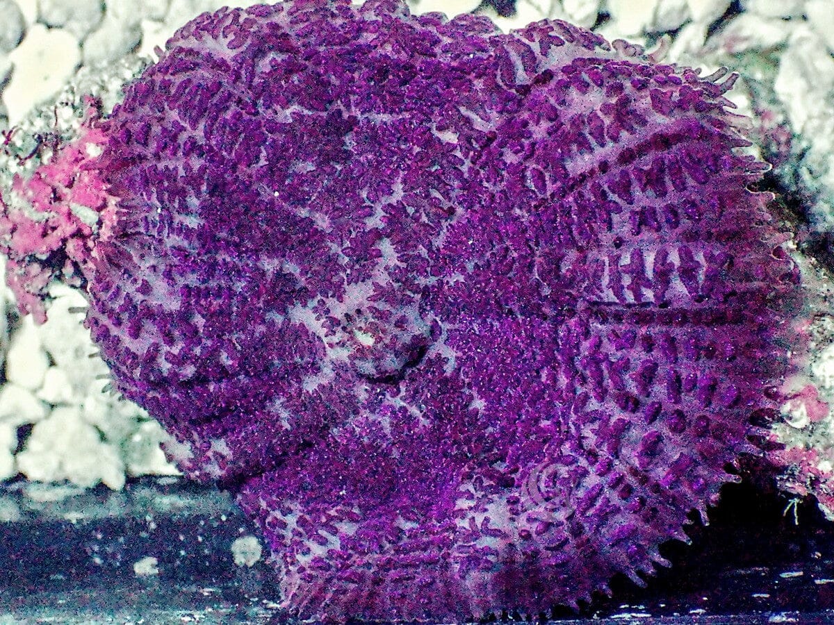 Purple Hairy Rhodactis