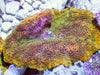 MultiColor Discosoma