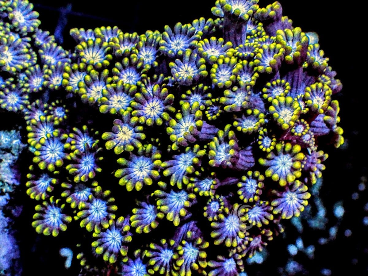 Royal Blue-Green Alveopora