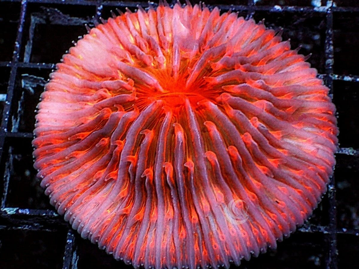 Orange Polyp Fungia