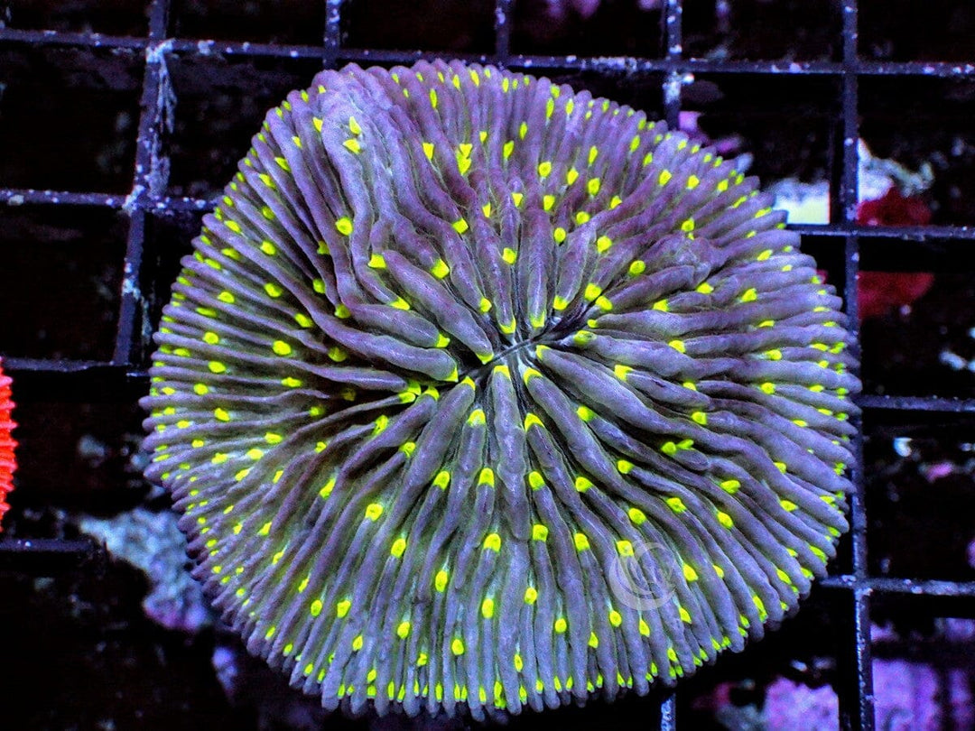 Lime Polyp Fungia