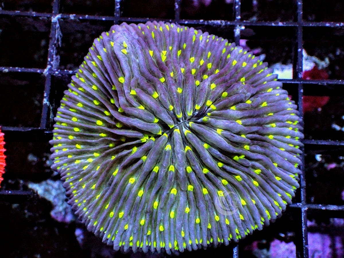 Lime Polyp Fungia