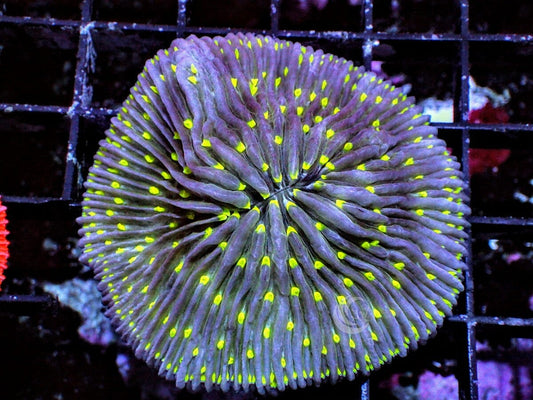 Lime Polyp Fungia