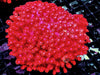 Neon Red Goniopora