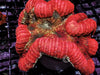 Red Rainbow Lobophyllia