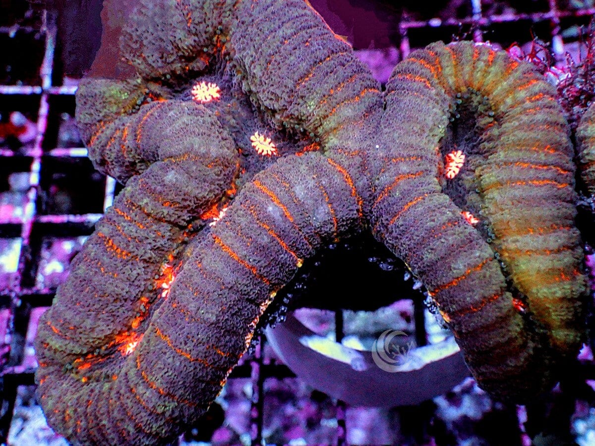 Orange Streaked Lobophyllia