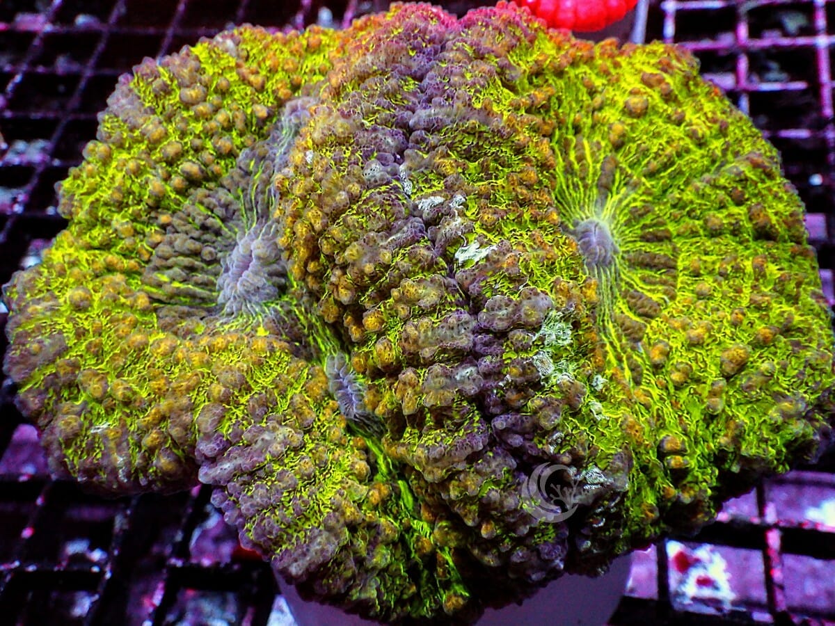 Lemon-Lime Lobophyllia