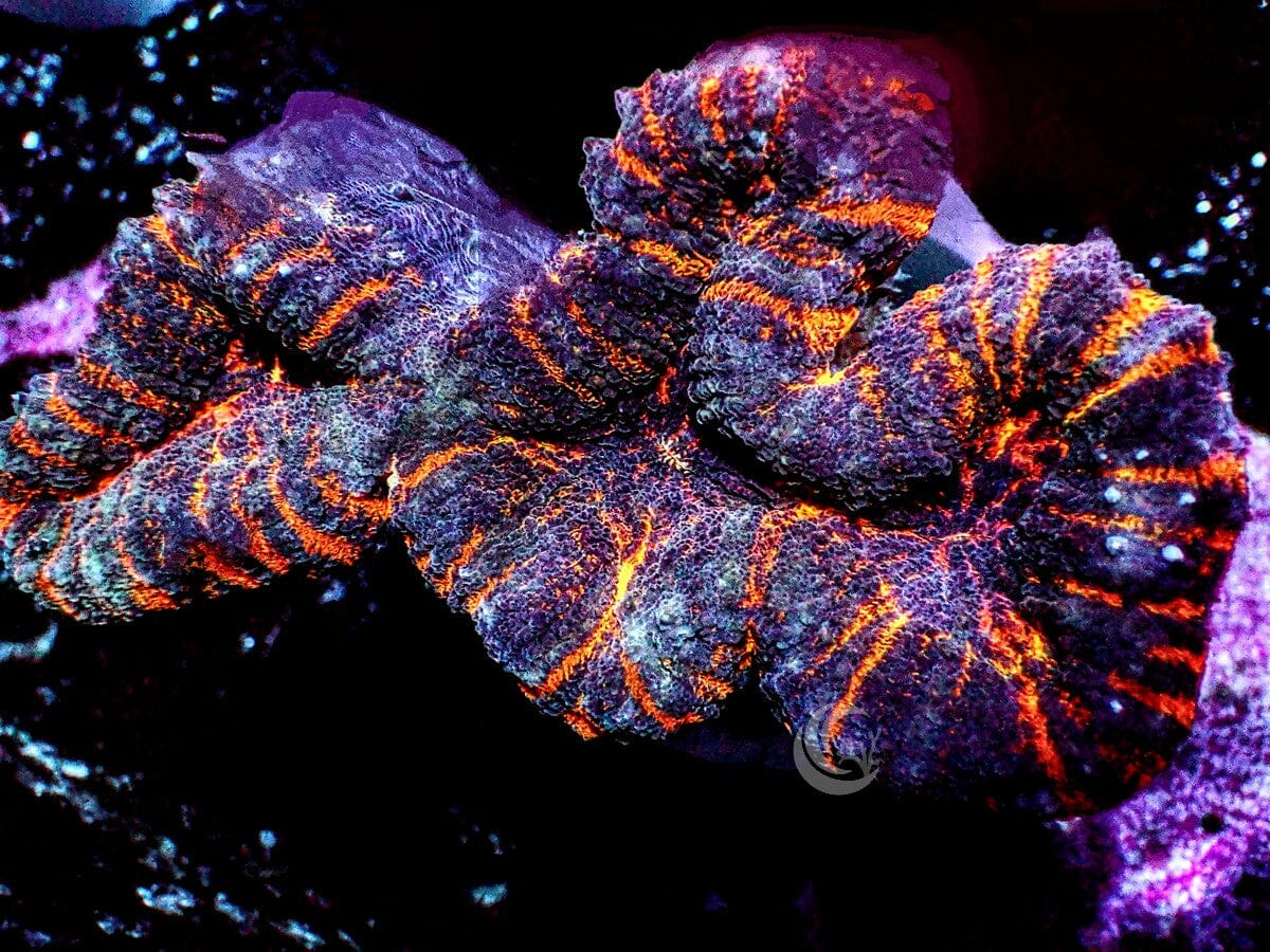Orange Streaked Lobophyllia