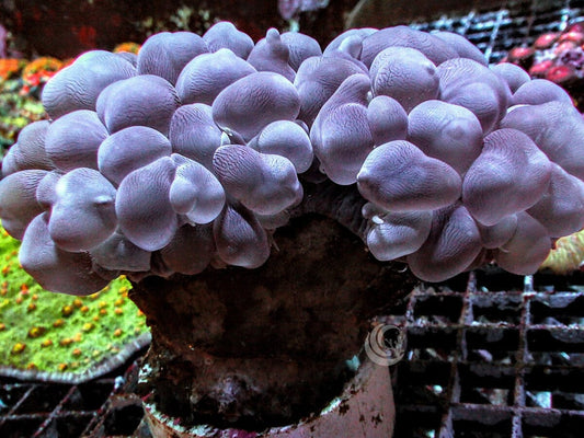 Bubble Coral