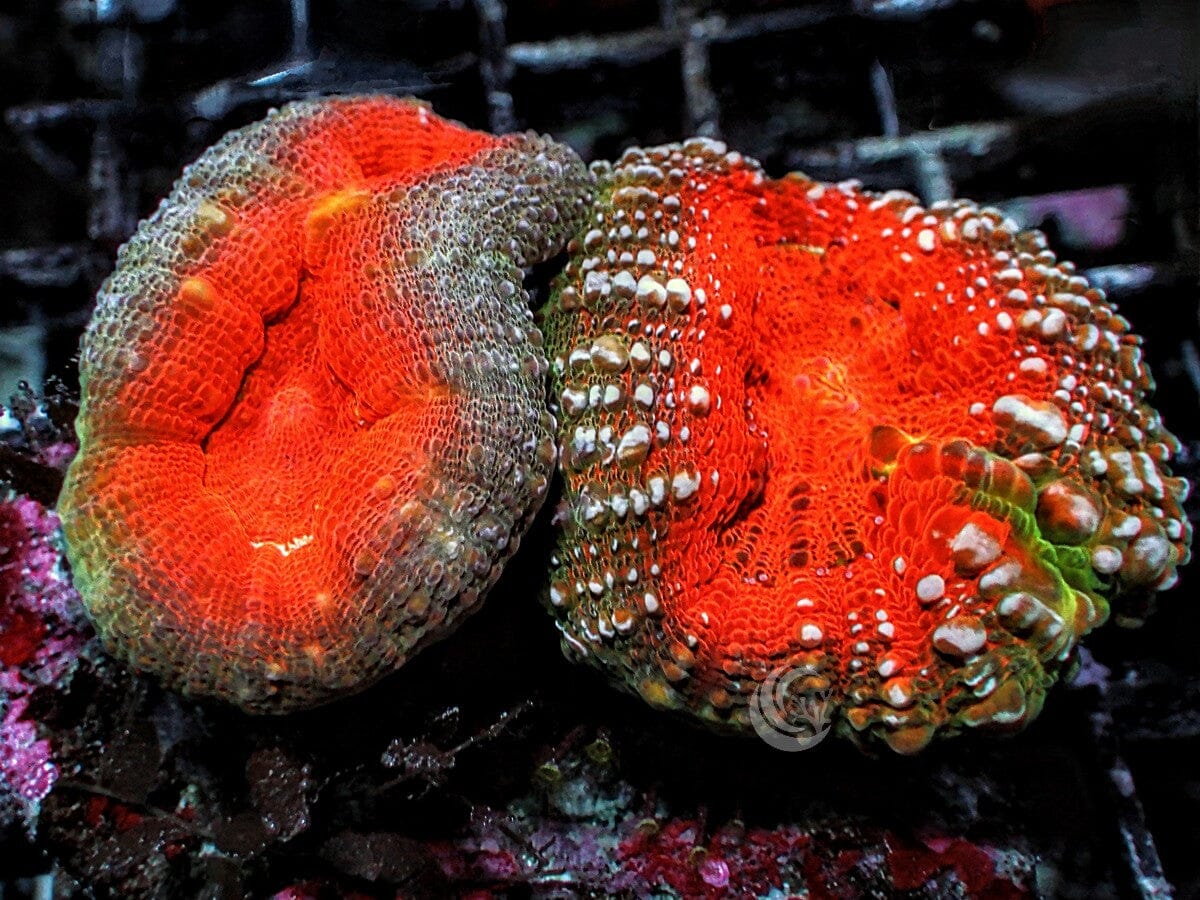 Glowing Embers Lobophyllia