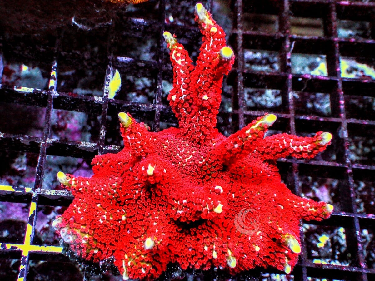 Forest Fire Branching Montipora