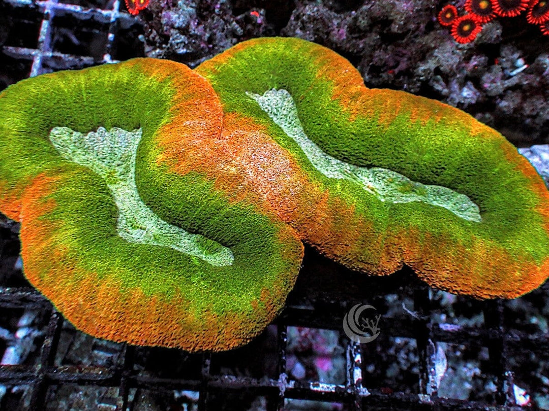 Rainbow Lobophyllia