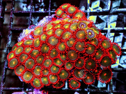 Ultra Zoanthid Combo